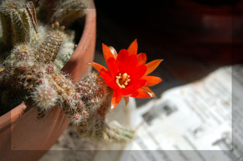 Cactus кактус цветок
