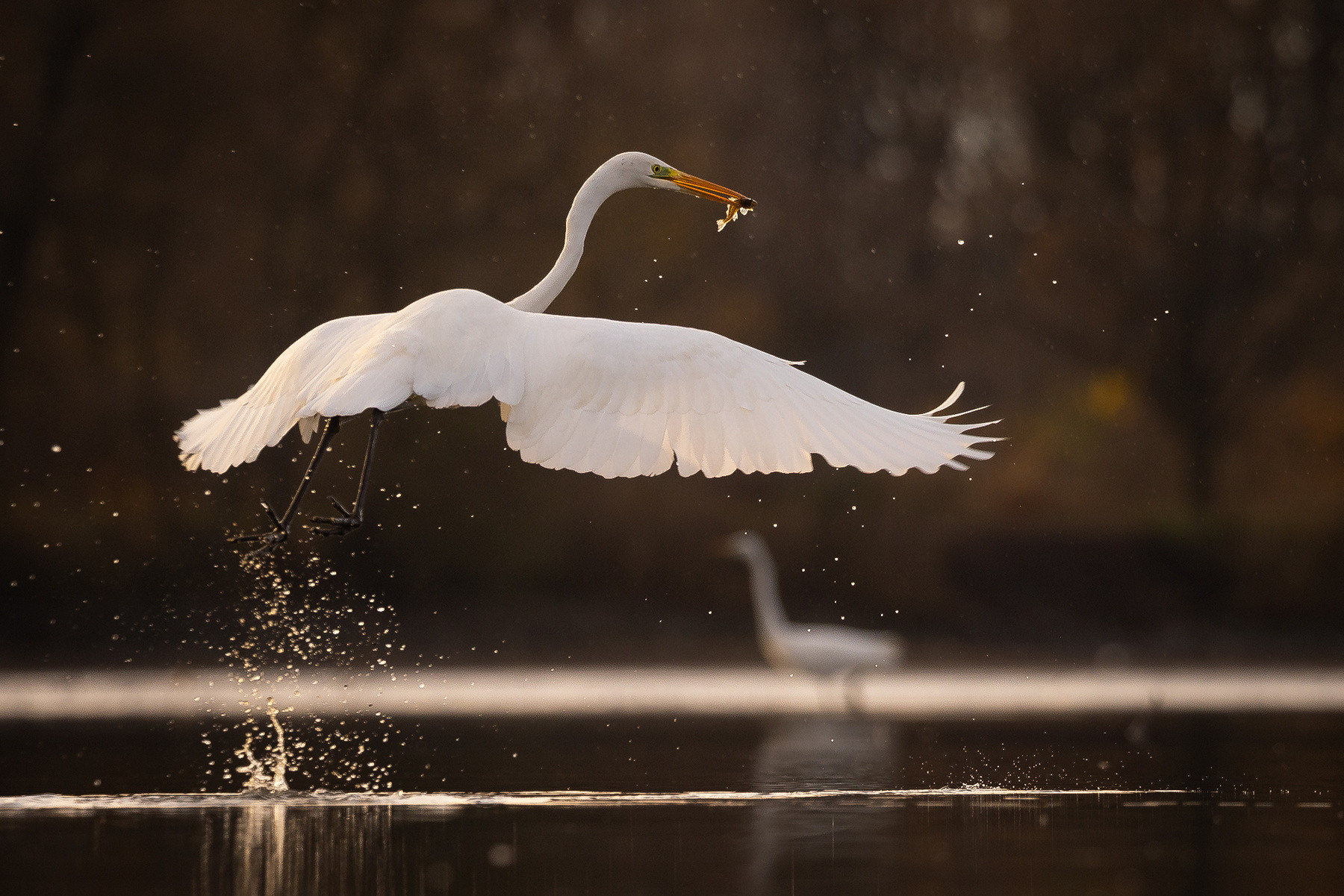 Heron 