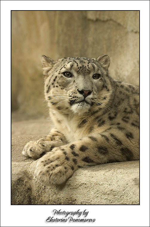 Портрет большелапа snow leopard wild cat