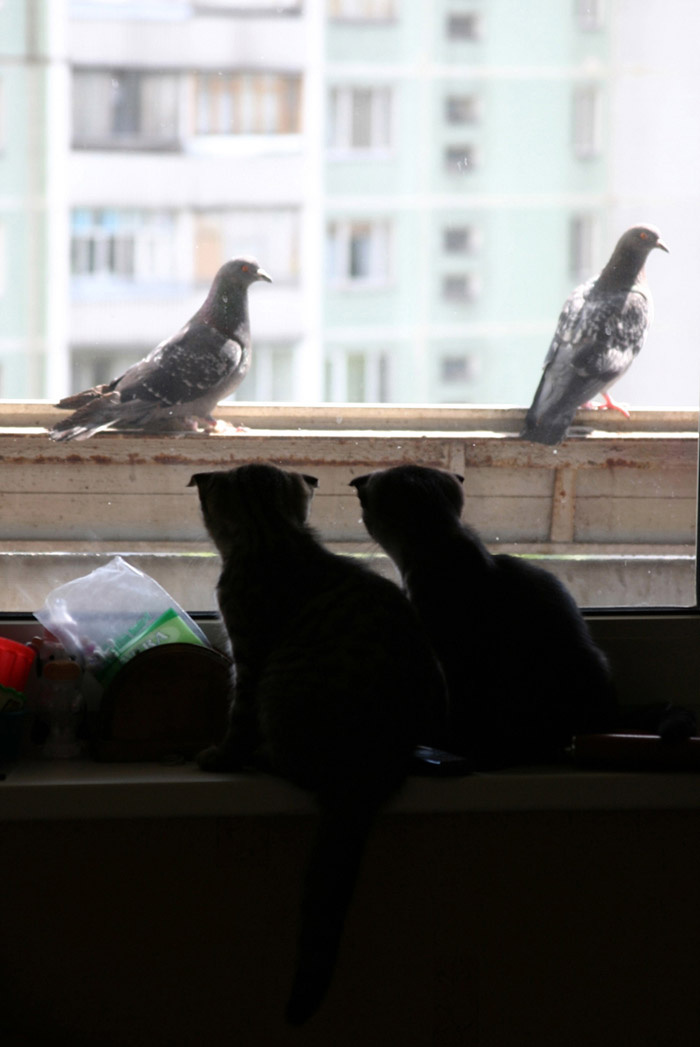Наблюдатели кошки