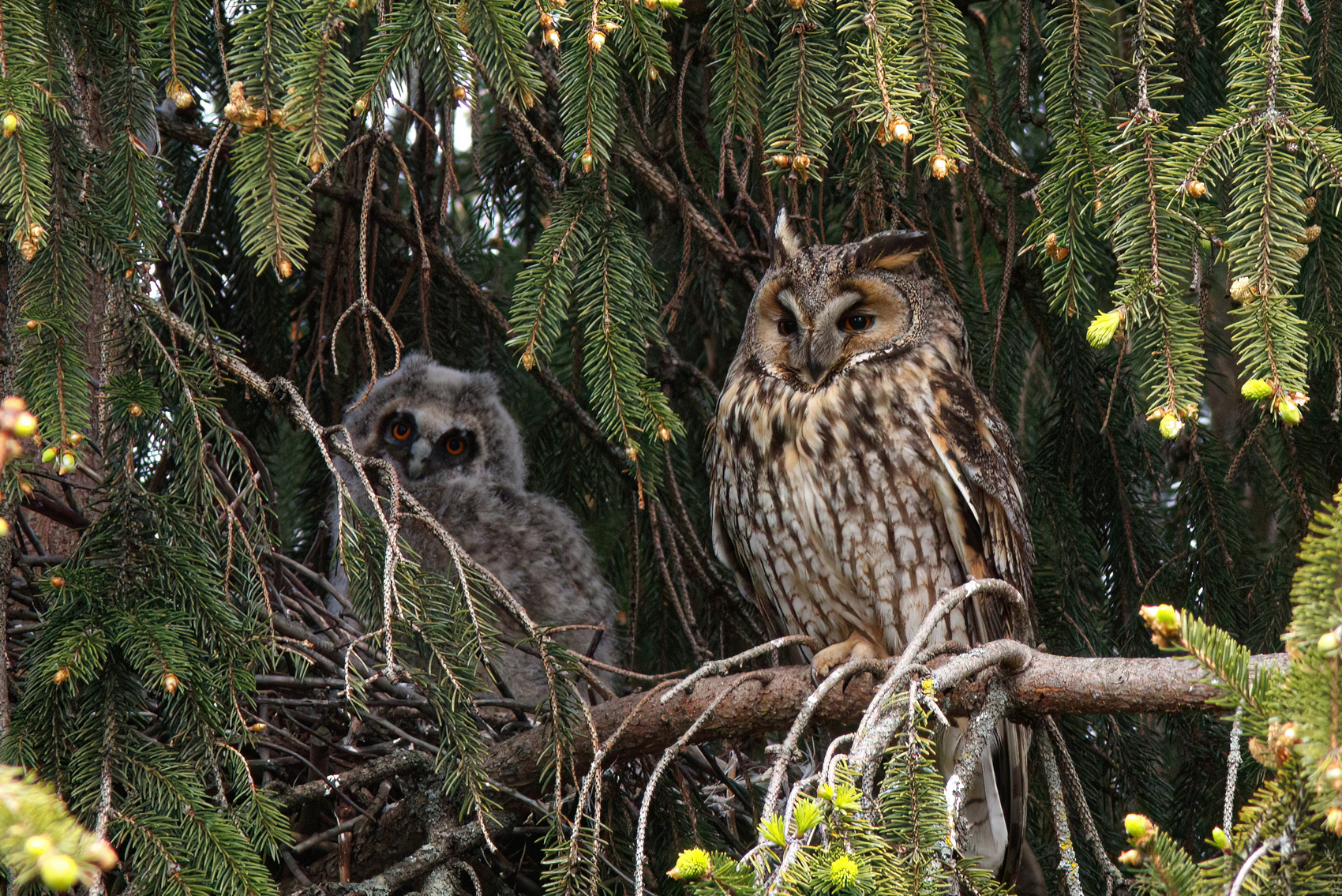 Будни ушастиков Ушастая сова Сова Asio otus Long-eared owl Owl
