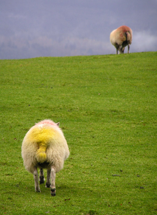 За тобой на край земли..) овцы Lake District England