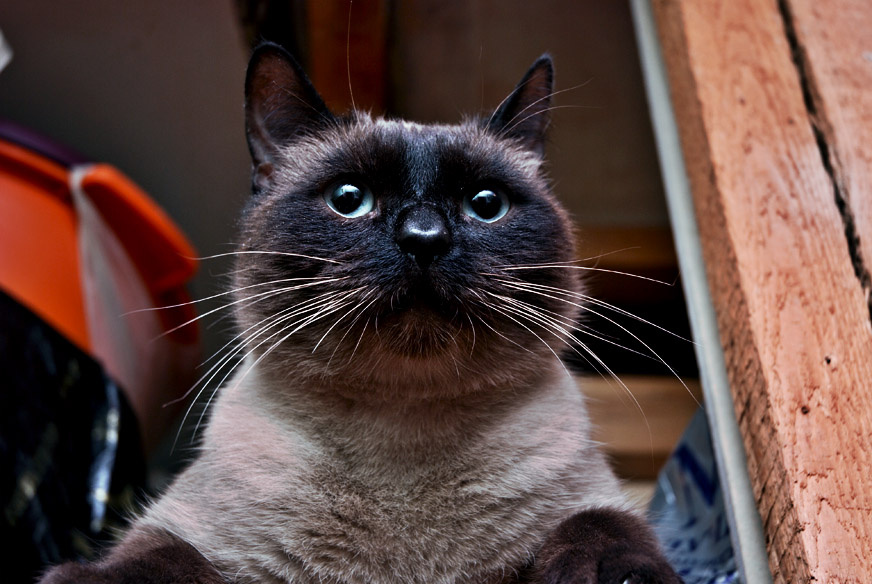 про филя кот