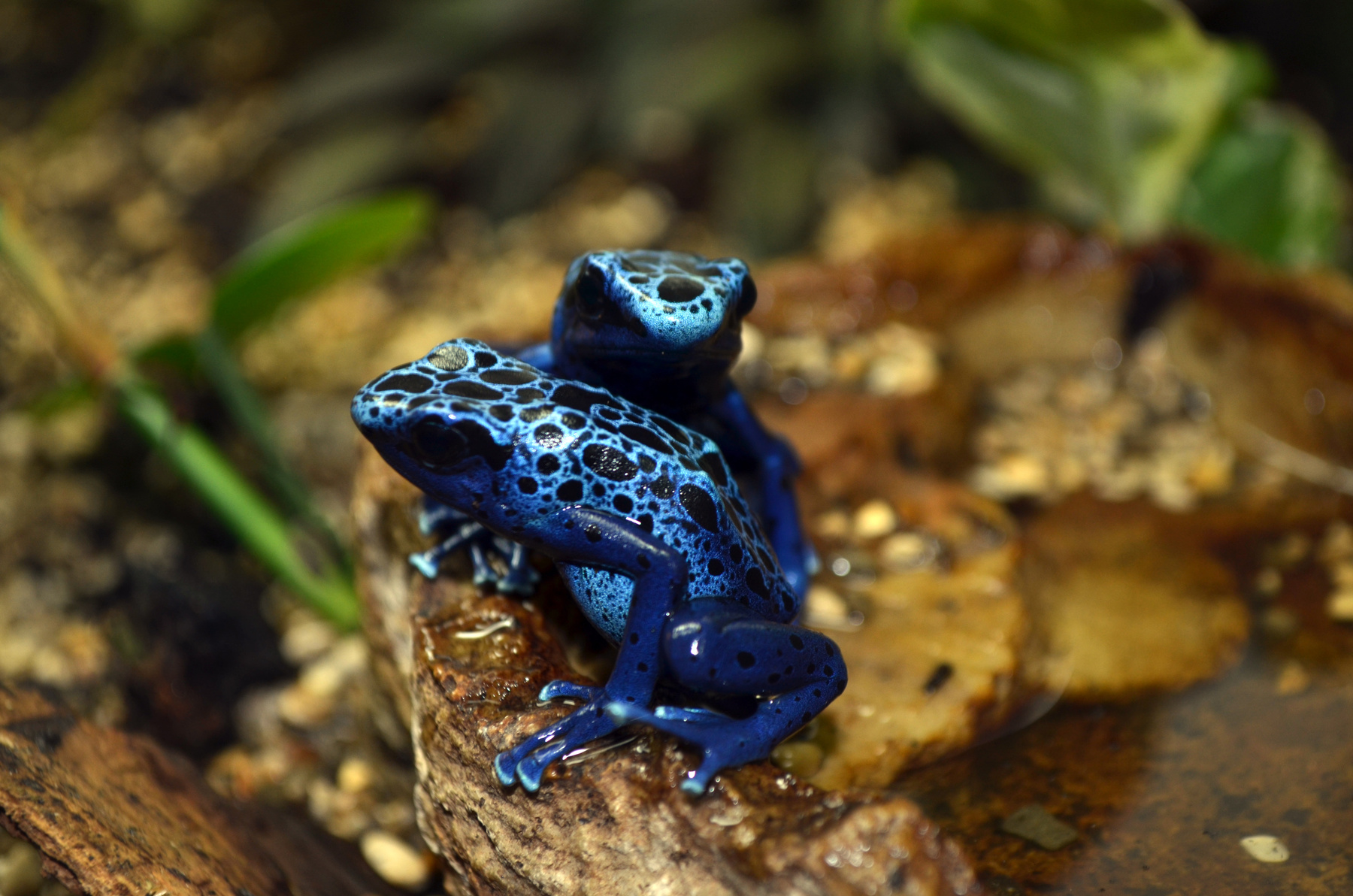 Frogs 