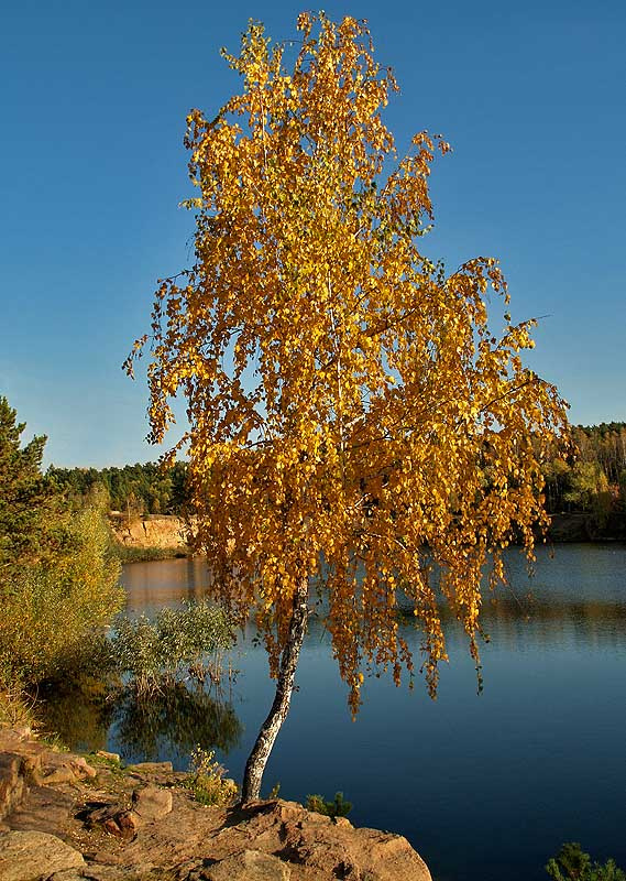 Осень Береза, красавица, осень, очарование