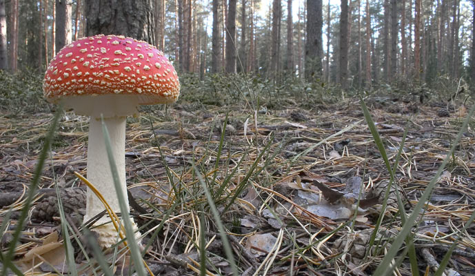 Мухомор Иванович 