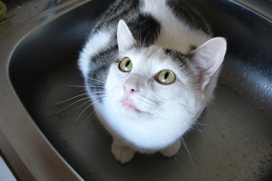 Кот Кот, раковина