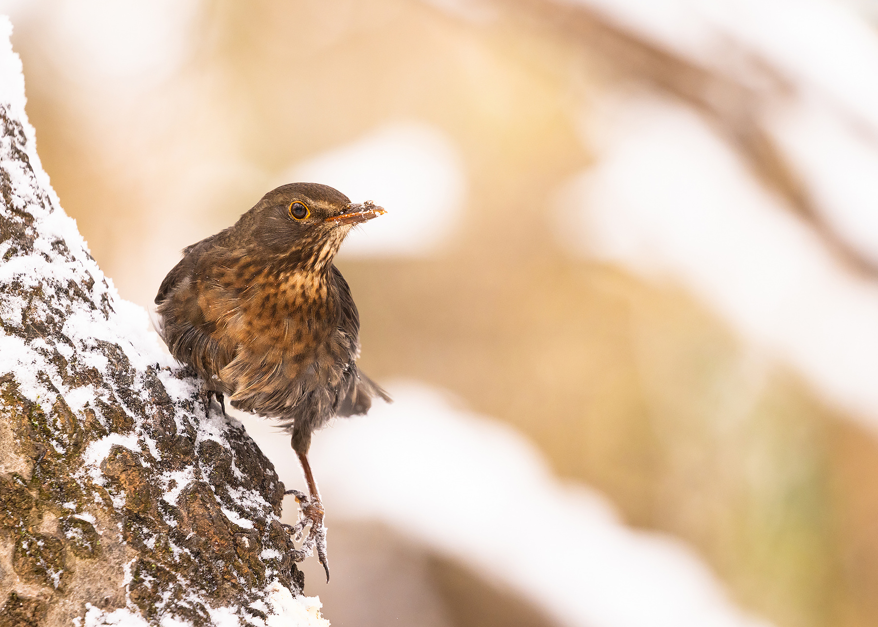Thrush 