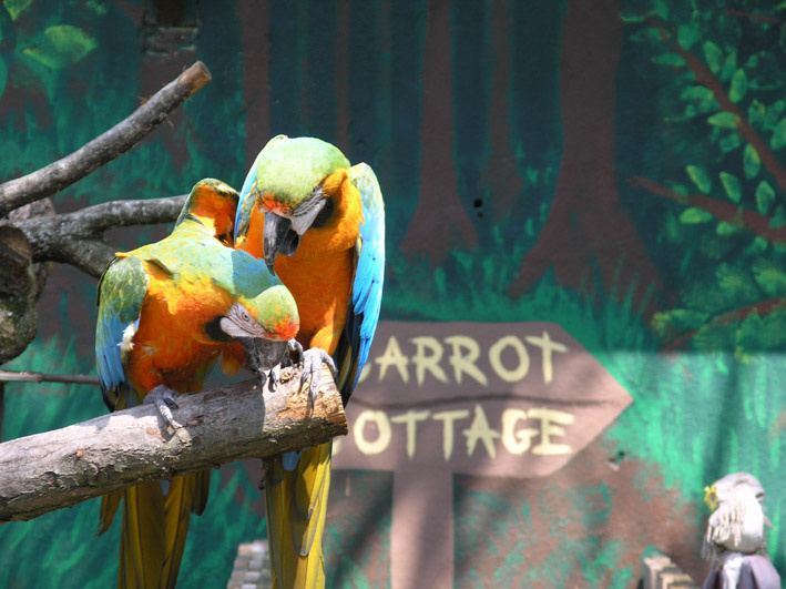 Parrot Love 