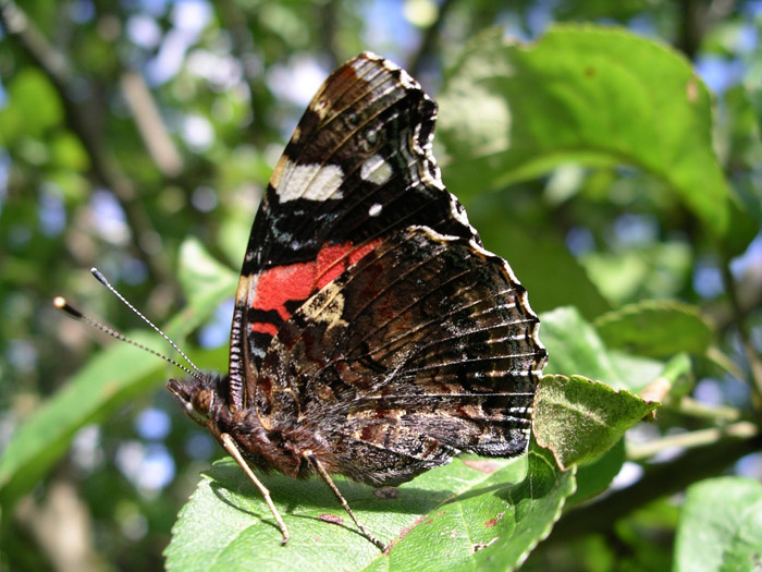 Butterfly Бабочка, сад, дача