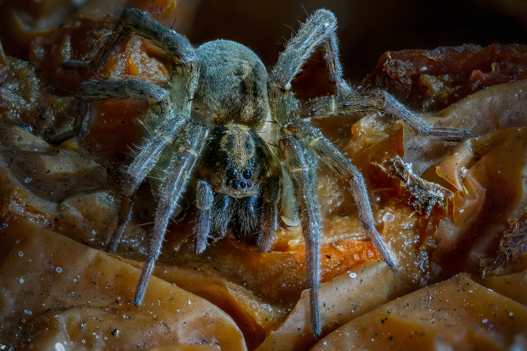*** паук arachnida spider