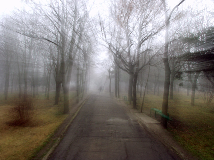 Дорога дорога, аллея, туман, деревья, парк