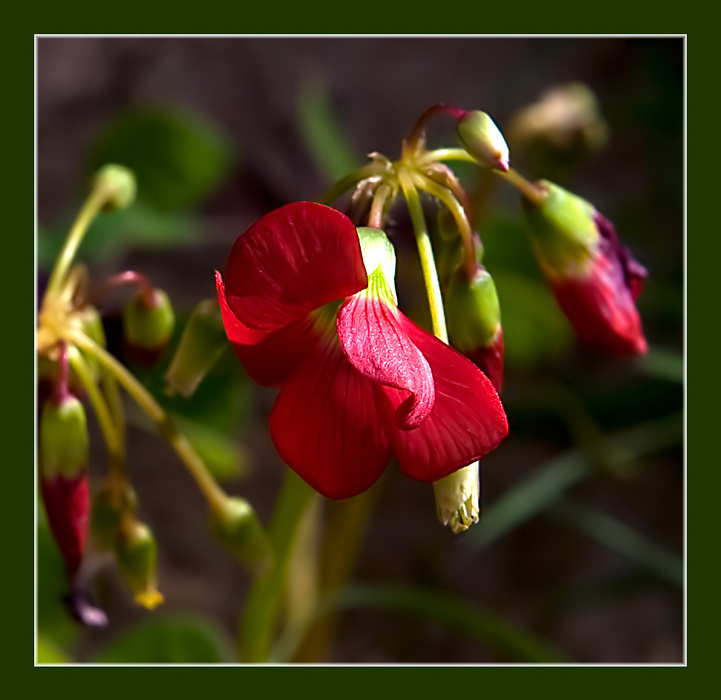 Кислица Oxalis