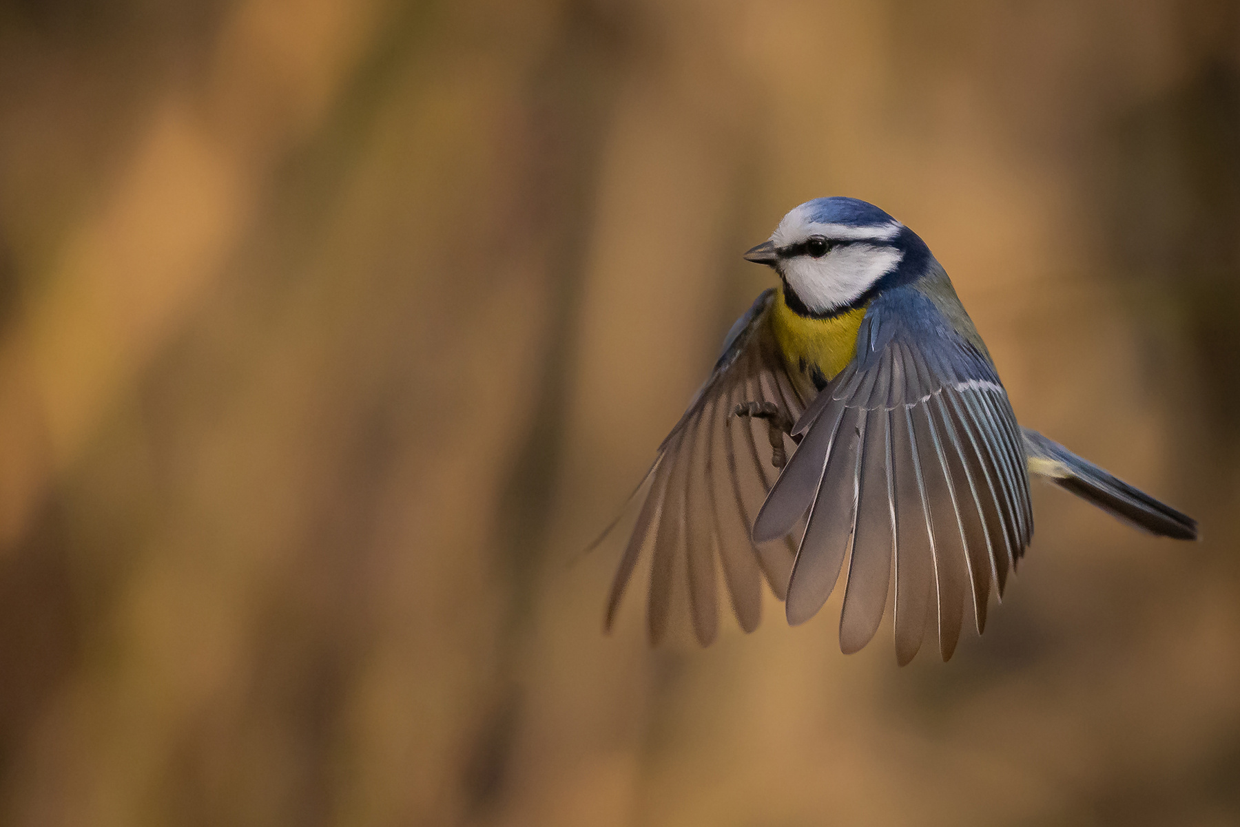 Titmouse 