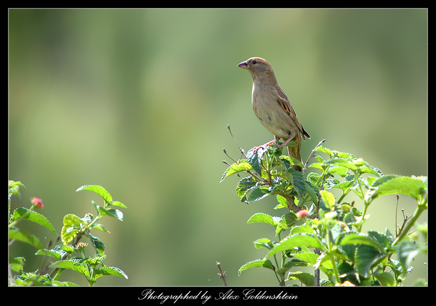 Passer domesticus Домовой(домовый)-воробей-самка