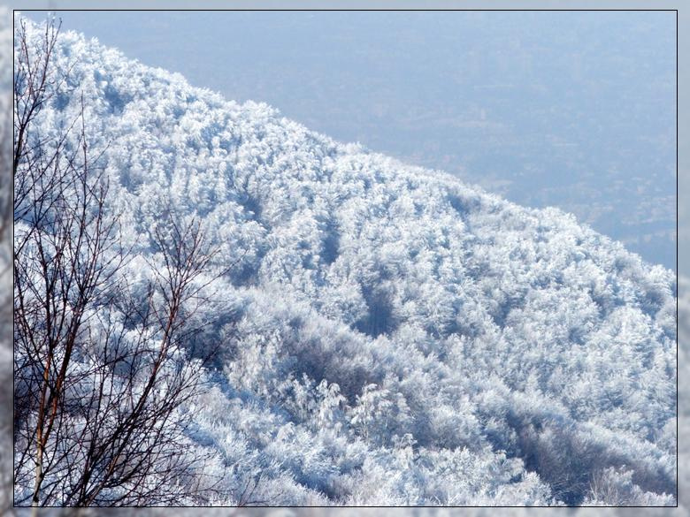 winter forest 