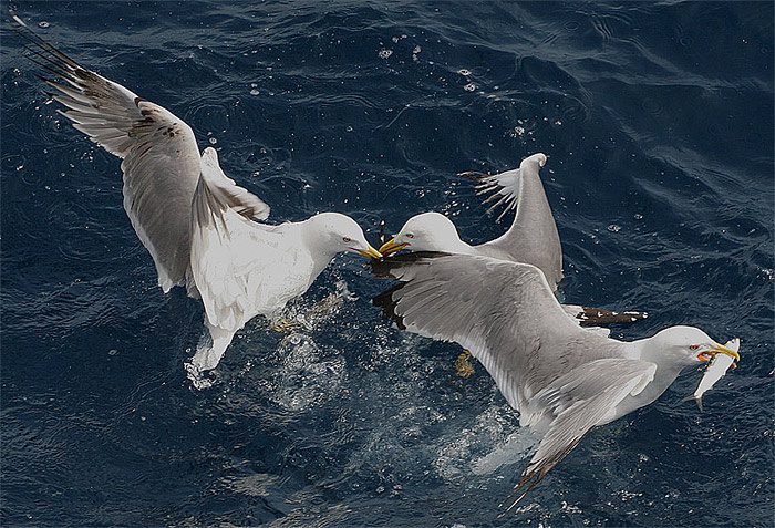 three birds, one fish and one sea fish bird sea