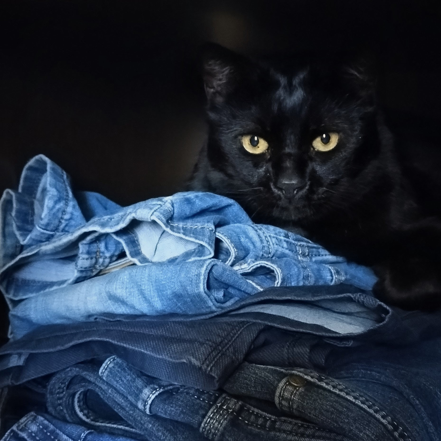 Третий, который охраняет джинсы! 