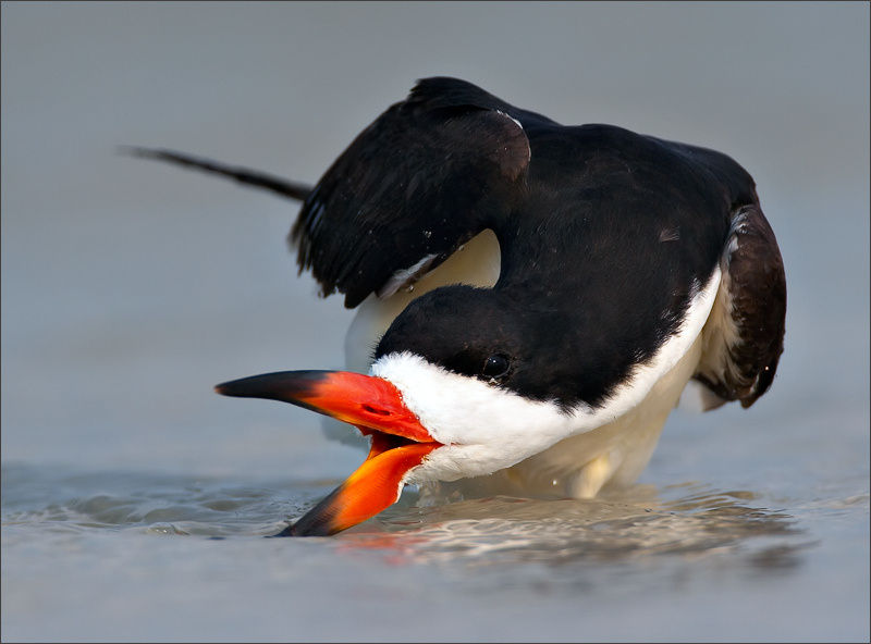 Соловей-разбойник американский чёрный водорез black skimmer Florida US