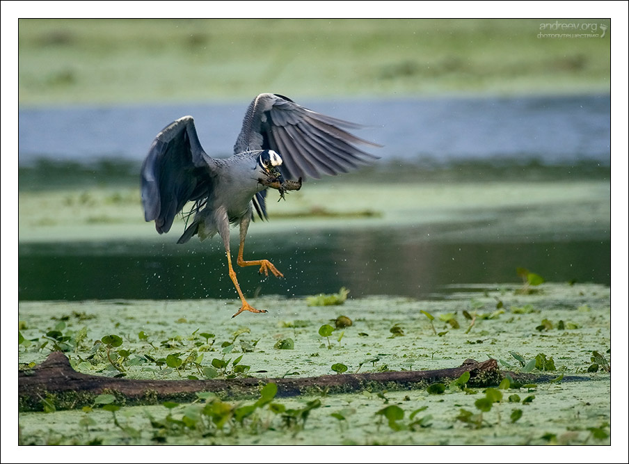 Прыжок… и выловила рака! цапля Yellow-crowned Night Heron Техас