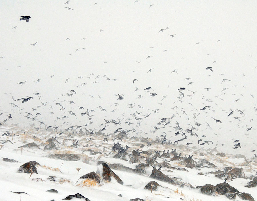 Вот такое хреновое лето Конюга-крошка, Aethia pusilla, Least Auklet, Alcidae St. George Island, the Pribilofs, Bering Sea, Alaska