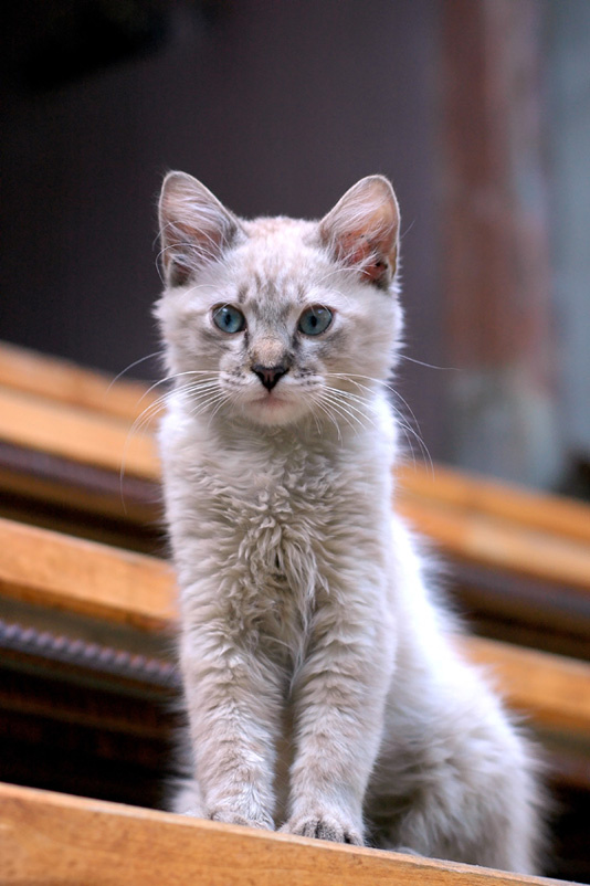 *КОТЯРА породисто-дикий* кот
