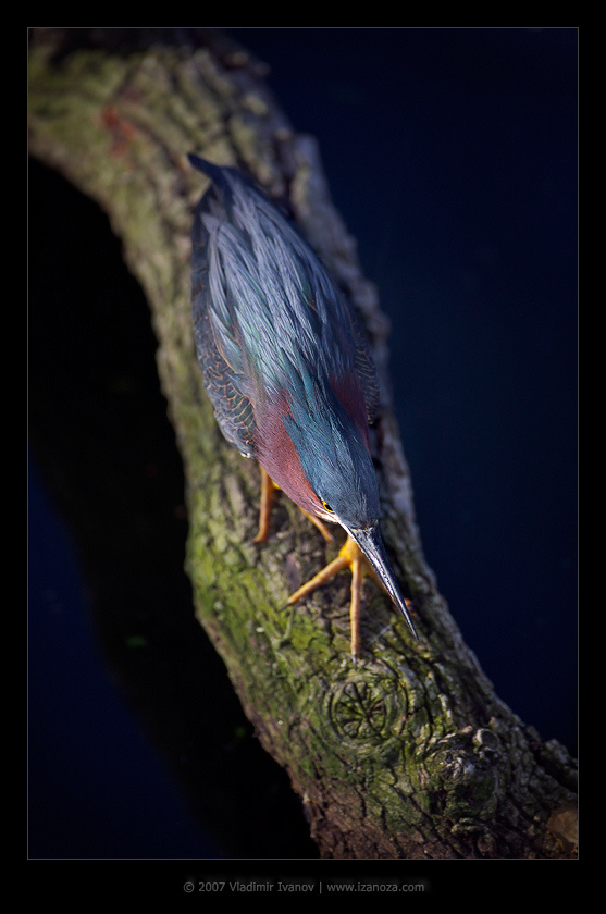 Искусство маскировки кваква зеленоспинная green heron Florida US