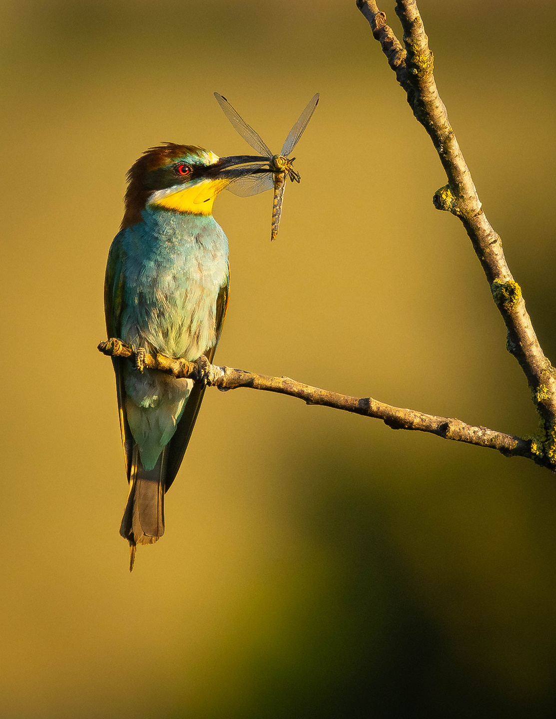 Bee-eater 
