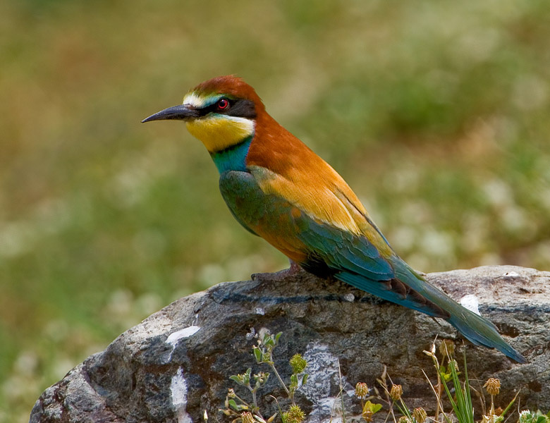 Я не попугай! Золотистая щурка (Merops apiaster)