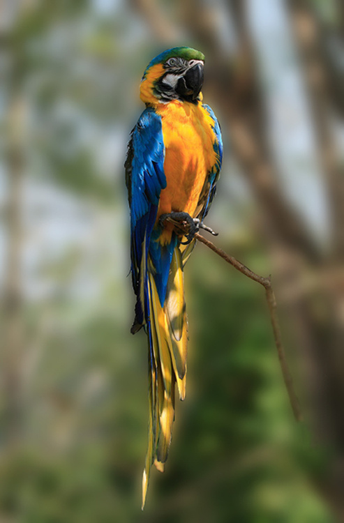 Macaw Iguazu macaw