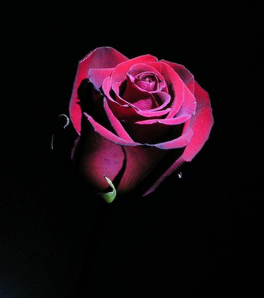 Rose in the dark роза темнота