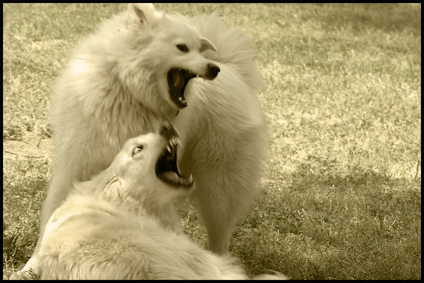 Я спою, ты в такт пролай... dogs