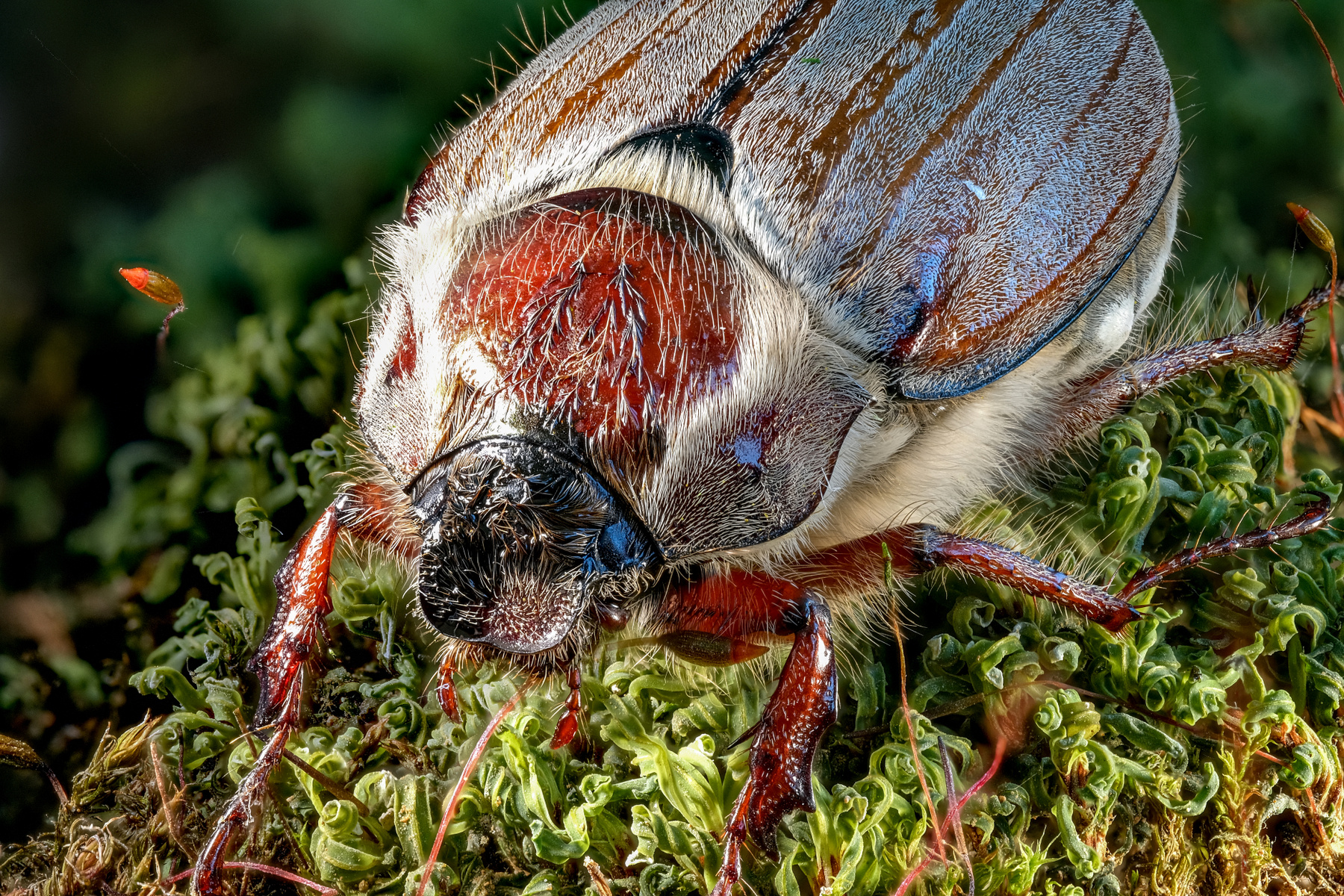 *** Жук bug насекомое insect букашка Melolontha melolontha Хрущ майский западный