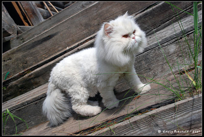 Плюшевая кошка кошка перс
