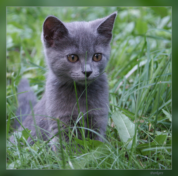 Спрятался    ;-) Котёнок спрятался
