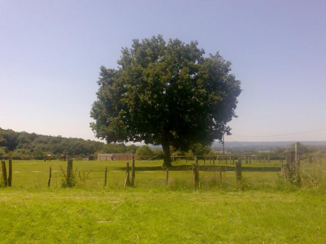 arbre arbre