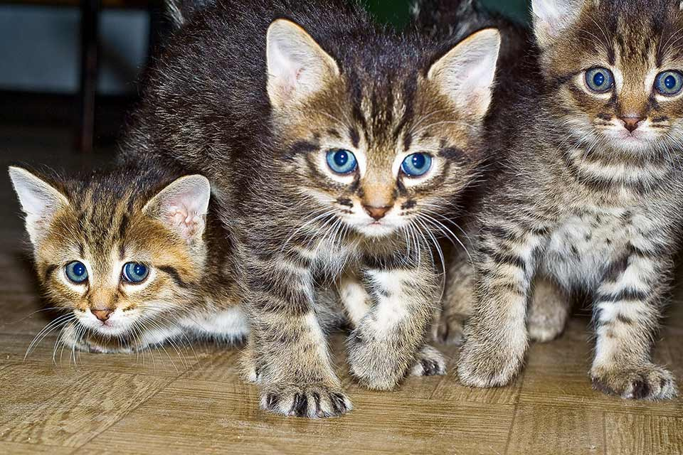 *** кошки
