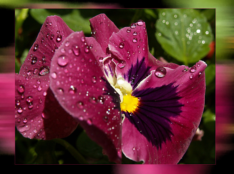 viola 