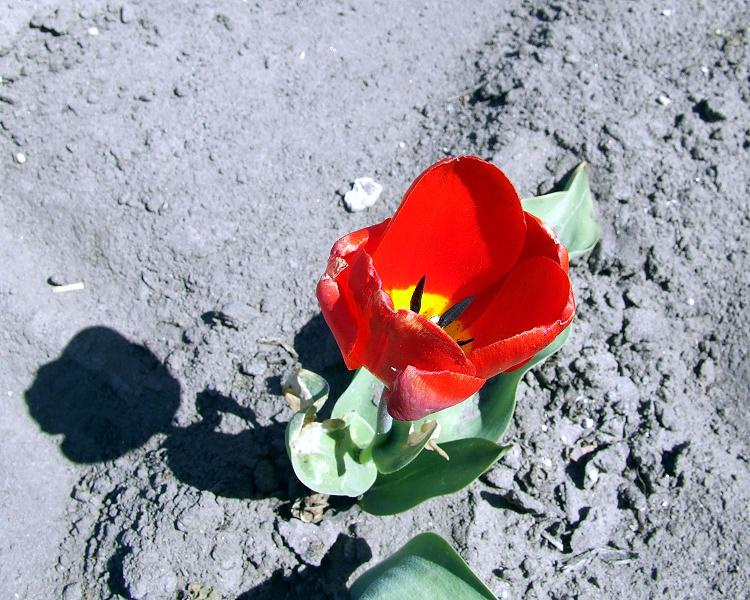 TULIP TULIP