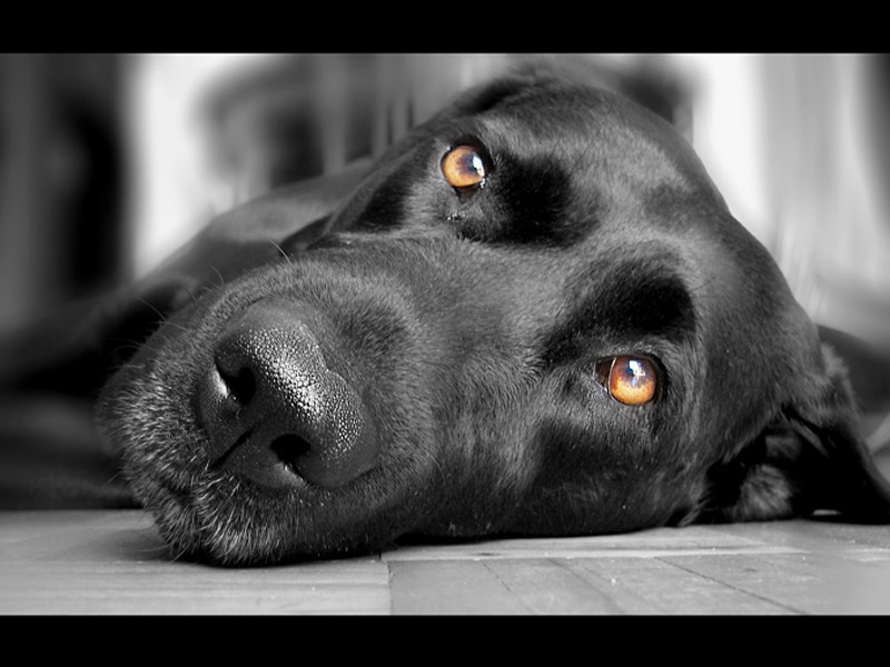 miss labrador 