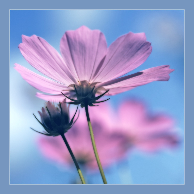 Friday Morning Blue 