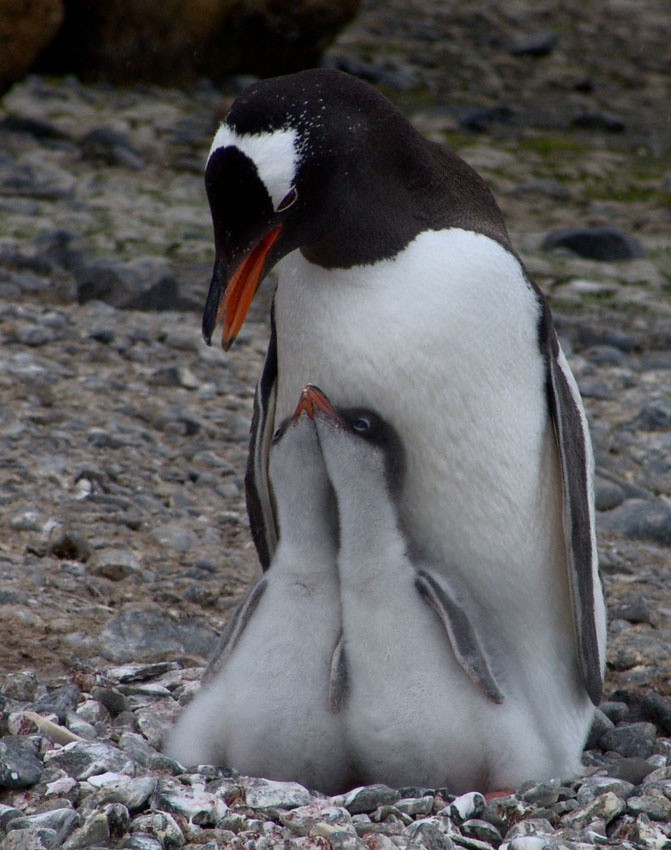Дружные дети Brown bluff Penguins