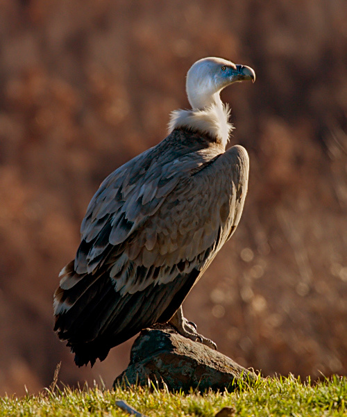 Осень патриарха Сип белоголовый (Gyps Fulvus)