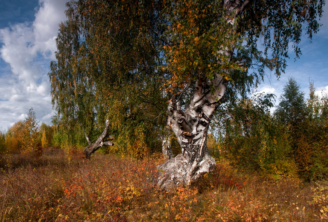 Тихо  бродит осень. осень  краски лес  берёзы шиповник