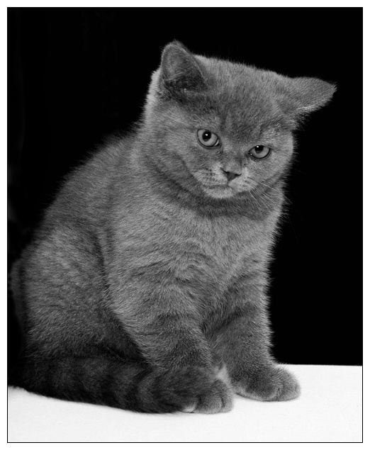 Мама сказала, чтобы я с тобой больше не дружил. Вот. животные котенок