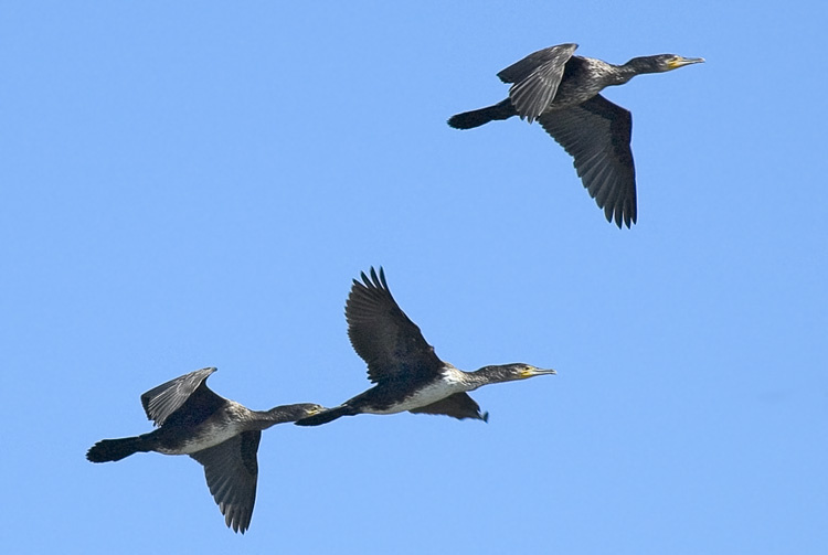 Бакланы Большой баклан, Cormorant, Phalacrocorax carbo