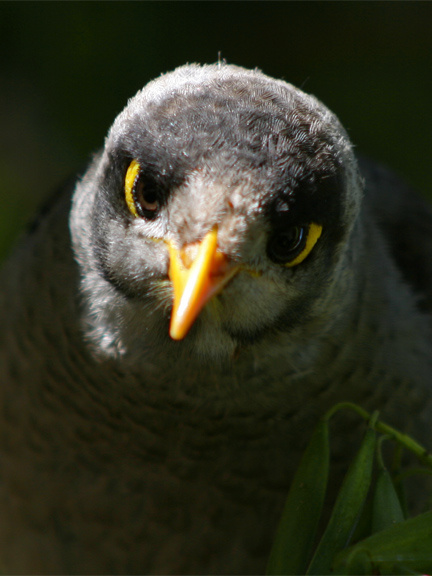 Ну, и ЧТО?! Butcherbird птица