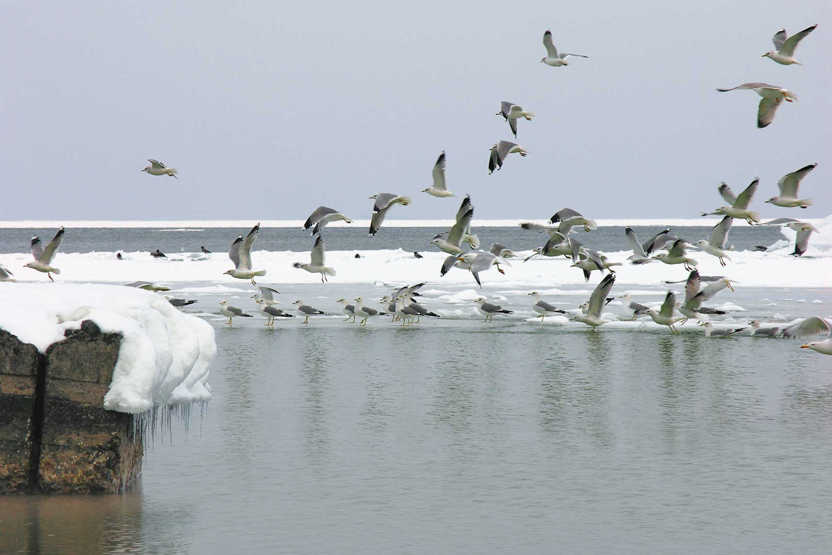 зиний день у моря зима, море , чайки, снег, лед
