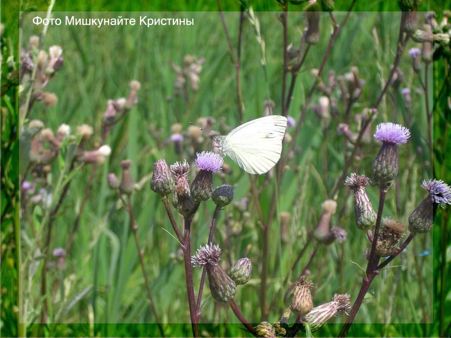 Бабочка-капустница... бабочка,природа,красиво