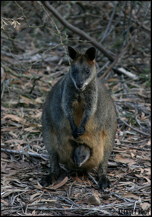 Мамашка Australia Sydney